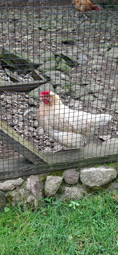 A light-colored hen with a red comb is inside a wire enclosure, partially obscured by the wire mesh. The enclosure contains loose gravel and rocks, with a wooden beam visible along the bottom. Outside the enclosure, there is a stone wall with moss and grass. The background is also rocky and appears to be an outdoor environment. The image does not contain information to determine its location within Kata, Estonia.