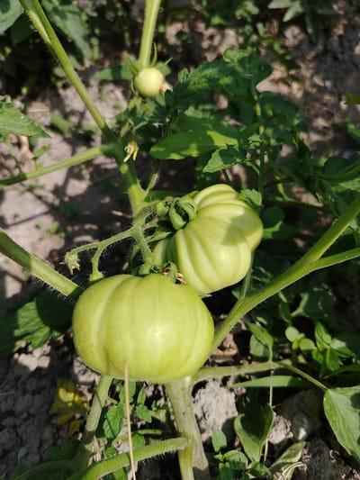 A close-up, vertical shot shows unripe, pale green tomatoes growing on a vine in what appears to be a garden. The tomatoes are the primary focus, with their ribbed surfaces visible and the stems and leaves of the plant creating a natural frame. The background is softly blurred, suggesting a shallow depth of field, and consists of soil and other greenery. The lighting indicates it's daytime, possibly with sunlight casting some shadows on the ground. The scene is located in the city of Shaki, Azerbaijan.