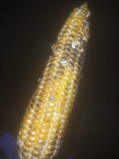 A close-up, low-angle shot shows a piece of cooked corn on the cob, against a dark, out-of-focus background. The corn is golden yellow with some darker, slightly burnt spots, indicative of grilling or roasting. The kernels are plump and arranged in rows. The bottom left of the image shows a small portion of a purple object, possibly a hand or glove, holding the corn. The overall lighting is dim, highlighting the texture and sheen of the corn kernels. The image is sharp on the corn, with the background completely blurred. There are no discernible environmental details that would suggest a specific location within Tundun Wada South, Nigeria.
