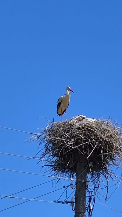 A white stork stands tall on a large, twiggy nest atop a utility pole. The stork is mostly white with black markings on its wings and long, red legs and beak. In the nest, two storks are huddled together, appearing to be chicks. The nest is situated in a clear blue sky, with several power lines running horizontally across the lower portion of the image. The scene is set in Rimšāni, Latvia.