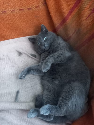A gray cat is lying on its back on a light pink blanket, which is on top of a burnt orange textured blanket with dark red stripes. The cat's head is turned towards the camera, and its bright green eyes are open. Its body is relaxed, with its paws curled upwards. The background is composed of the two blankets. The scene appears to be indoors, possibly in a residential setting. There is no indication of the city of Vatutine, Ukraine within the image itself.