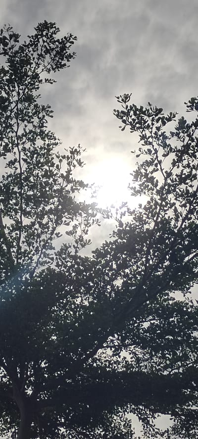 This upward-facing photograph captures a natural scene dominated by the silhouette of tree branches and leaves against a bright sky. The central subject is an intense, bright light source, presumably the sun, which is largely obscured but brilliantly shines through a gap in the dense foliage.
The intricate network of dark green leaves and slender branches of two trees frames this central light, creating a high-contrast image where the leaves appear almost black in silhouette. The sky around the bright light is overcast with soft, grey clouds, indicating a cloudy but bright day. Some sun rays are visible piercing through the leaves, creating small flares and highlights.
The image conveys a sense of looking up from beneath a tree canopy during daytime, possibly late morning or afternoon, in Meunasahgeumata, Indonesia. No human activity, objects, or visible text are present, focusing entirely on the interplay of light, shadow, and nature.