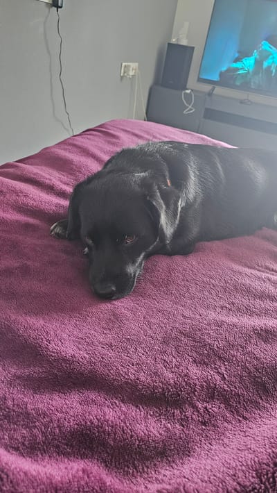 This media file shows a black Labrador Retriever lying on a purple fuzzy blanket. The dog is resting, with its head turned to the side, looking towards the right of the frame. Its eyes are open and appear to be looking at something off-camera. The dog's fur is sleek and black, with a hint of an orange collar visible around its neck. The blanket is a deep purple color with a soft, plush texture.
In the background, a television screen is visible, displaying a bright blue and green image, possibly a nature scene or a movie. To the left of the TV, a dark gray electronic device is present, and below it, a white electrical outlet is mounted on a light gray wall. A thin black wire runs along the wall from a device on the left side of the frame, casting a shadow. The overall scene appears to be an indoor setting, likely a living room or bedroom. The lighting suggests it could be daytime, as there is some natural light contributing to the scene, but it is not bright enough to be midday. The dog's posture and expression convey a sense of relaxation and comfort. No text is visible in the image.