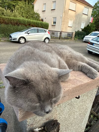 A grey British Shorthair cat is sleeping on a stone ledge in Salach, Germany. The cat is positioned in the foreground, curled up with its head resting on its paws. The background shows a residential street with parked cars, including a silver Volkswagen and a silver Ford Fiesta. A building with multiple windows and a balcony with a flag is visible behind the cars. Green trees and hedges line the street. The lighting suggests it is daytime, possibly late afternoon or early evening.