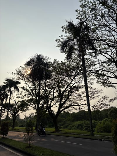 The image depicts a scene captured from a low angle, looking upwards through the silhouettes of trees against a bright, hazy sky. Palm trees with their distinctive fronds are visible, along with the branching structure of other trees. In the background, a road runs parallel to a grassy verge and a dense, green treeline that recedes into the distance.

On the road, a person is riding a motorcycle, dressed in dark clothing and a helmet. The motorcycle appears to be moving away from the viewer. The overall impression is one of a roadside scene, possibly in a park or a natural area, given the abundance of vegetation.

The time of day appears to be either early morning or late afternoon, as suggested by the soft, diffused light and the hazy sky. The sun is partially visible through the leaves of a palm tree, creating a sunburst effect. The weather seems to be warm and humid, typical of a tropical location like Binong, Indonesia, where this image was taken. There is no visible text in the image.