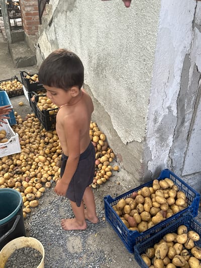 A young boy, shirtless and wearing dark shorts, is kneeling on the ground amidst a large pile of freshly harvested potatoes. He is positioned between two blue crates overflowing with potatoes and a large mound of them spread on the rocky ground. His body is turned to the side, and he appears to be looking down at the potatoes. His bare feet are visible in the lower right of the frame.
The scene appears to be an outdoor setting, possibly a backyard or farm area, given the rocky ground and the presence of the crates. The background shows a textured concrete wall and parts of a building. Two blue plastic crates, filled with potatoes, are prominently placed. To the right of the boy, a white bucket containing gravel and a black bucket are also visible. There is a significant quantity of potatoes scattered on the ground, suggesting a recent harvest or sorting activity.
The lighting suggests it is daytime, with bright sunlight creating shadows. The overall mood seems to be one of labor and harvest. The boy's posture suggests focus and perhaps a bit of fatigue.
There is some visible text on one of the crates, "PO30". The location is Mlekarevo, Bulgaria.