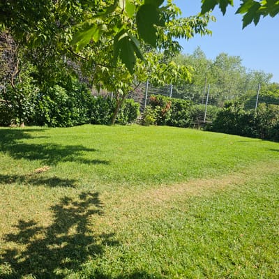 The image depicts a sunny backyard in Tsalapitsa, Bulgaria. A vibrant green lawn occupies the foreground, with a small patch of drier, browner grass visible in the middle. Lush green bushes and trees form a dense border along the back, partially obscured by a chain-link fence. The branches of a leafy tree extend into the upper left corner of the frame, casting dappled shadows on the grass below. The sky is a clear, bright blue. No people or animals are present.
