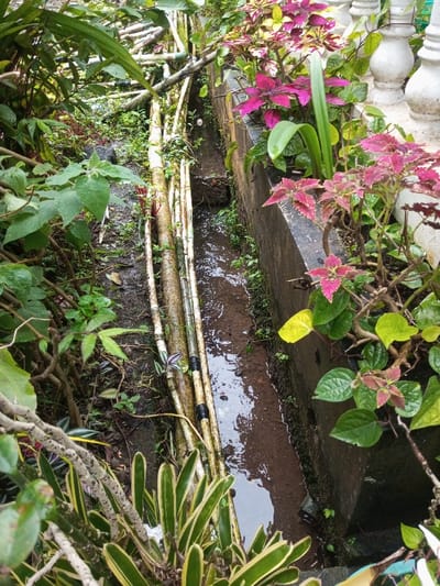 The scene depicts a narrow, outdoor drainage area in Pandaria, India. A shallow, rectangular drainage ditch, containing murky brown water, runs vertically through the center of the frame. To the immediate left of the ditch, approximately five light-colored pipes, possibly PVC or bamboo, are laid horizontally on the damp, earthen ground, with several segments secured by black adhesive tape. Dense green foliage and undergrowth line the ground and extend upwards on the left side of the frame. To the right of the ditch, a dark grey concrete planter or raised wall supports various plant species, including vibrant fuchsia and maroon-leafed Coleus plants, broad green leaves, and a plant with prominent, upright green blades. White, fluted balusters, indicative of a decorative railing or boundary, are partially visible along the top right edge of the concrete structure. The environment appears verdant and damp under natural light conditions. No individuals are present.