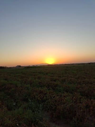 A wide shot captures a sunset over a field of crops in Utmayli, Uzbekistan. The sun, a bright yellow disc, is low on the horizon, casting an orange glow across the sky and silhouetting distant mountains. The field in the foreground is dense with low-lying plants, some appearing dry and brown, while others are a deeper green. Scattered among the plants are small, round objects, possibly fruits or vegetables. The sky transitions from a pale blue at the top to a warm orange and yellow near the horizon. In the distance, silhouetted structures and trees suggest a rural or agricultural landscape. There are no people visible in the frame.