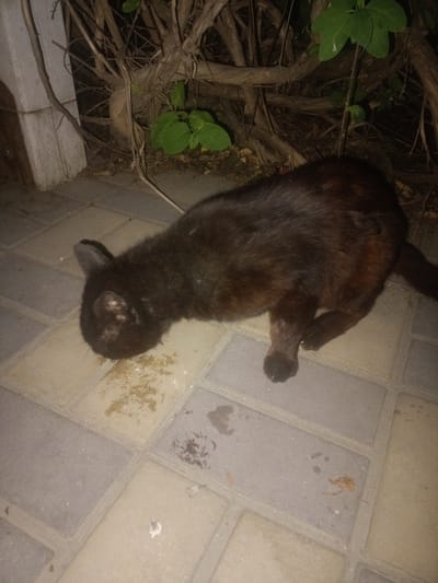 A black cat is seen from above, crouched on a paved area, possibly a sidewalk, with its head down as if eating or drinking from a patch of ground where there is spilled food or liquid. The cat is dark brown or black, with some lighter reddish-brown patches visible on its fur. Its ears are pointed and alert. The ground is made of interlocking rectangular pavers, some of which are lighter beige and others a darker grey. In the background, there is a tangle of dry branches and some green leaves, suggesting the presence of a bush or tree. A white column or wall is visible on the left side of the image. The scene appears to be outdoors and possibly at night, given the lighting. The location is identified as Parkany, Moldova.