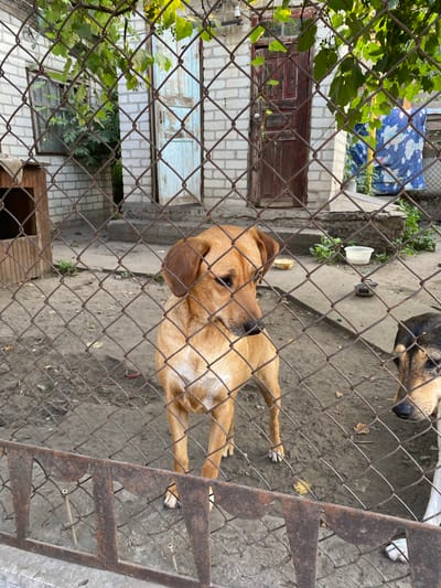 A medium shot captures two dogs behind a rusty chain-link fence in an outdoor enclosure. The enclosure appears to be in a rural or semi-rural setting, possibly on the outskirts of Pervomaisk, Ukraine. In the background, there is a weathered brick building with two doors, one painted a light blue and the other a dark red. A window is visible on the left side of the building, covered with a mesh screen. A small wooden dog house sits to the left of the building. The ground within the enclosure is dirt with scattered leaves. In the middle ground, two bowls are visible on a concrete surface, one white and one silver. The larger dog, a tan mixed breed, stands in the foreground, looking to the right with its head slightly lowered. Its body is mostly visible from the chest down. To its right, the head of a black and tan dog is partially visible, facing towards the left. Green foliage hangs from vines above the fence, casting shadows on the scene. The overall impression is one of a functional, but somewhat unkempt, dog enclosure.