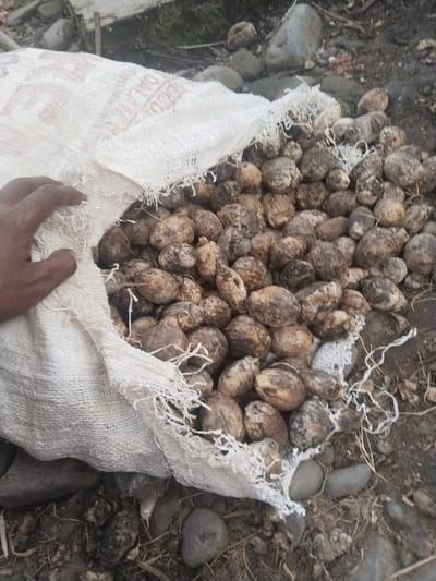 An outdoor scene in Jambo Dalam, Indonesia, captures a large volume of dried, dark brown, and irregularly shaped nuts, consistent with betel nuts (Areca catechu), spilling from a white, coarse-woven polypropylene sack onto a rough ground surface. The sack, frayed at its opening and displaying faint, illegible text, rests on a substrate of dark soil, numerous scattered grey and dark-colored pebbles and small rocks, and sparse dry organic debris. A human left hand, exhibiting dark skin, is positioned on the upper left, resting on the sack. The scene depicts the handling or display of the nuts within this environment.