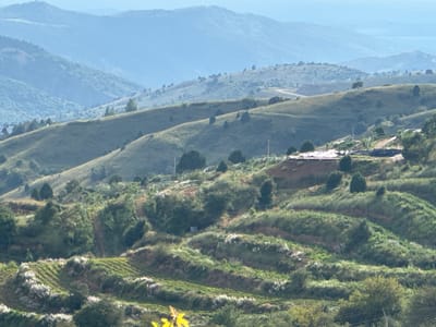 The image depicts a lush, mountainous landscape in Uchterek, Uzbekistan. The scene is characterized by rolling hills covered in verdant vegetation, with terraced fields clearly visible in the foreground. These terraces are planted with crops, possibly vineyards, indicated by the rows of plants and the white flowering bushes interspersed between them.

In the middle ground, the hills are dotted with trees and shrubs, and a dirt road winds its way up one of the slopes. A small construction site, possibly for agricultural purposes, is visible on a higher elevation, with what appear to be structures covered in white sheeting.

The background features a series of receding mountain ranges, progressively fading into a soft, hazy blue due to atmospheric perspective. The sky is a pale blue, suggesting it is daytime, likely morning or late afternoon given the soft lighting. There are no people or animals clearly visible in the image, and the overall impression is one of tranquil, agricultural, and natural beauty.