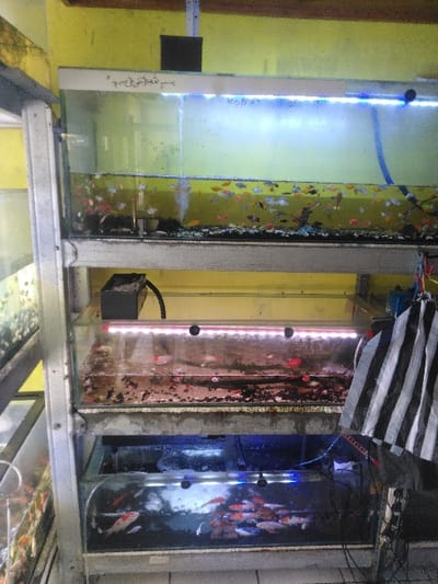 This image depicts a vertical arrangement of three glass aquariums, supported by a multi-tiered, light-colored metal shelving unit, located within an indoor setting in Kawungluwuk, Indonesia.
The top aquarium contains numerous small, brightly colored fish. It is illuminated by a blue LED light strip positioned along its upper interior edge. A dark, rectangular external filter is visible above the tank's left side. Script, appearing to be Arabic or similar, is present on the upper white frame of this tank.
The middle aquarium contains small, dark-colored fish. The water in this tank exhibits turbidity, and a substantial accumulation of dark detritus is visible on the substrate. It is illuminated by a red or pink LED light strip. A black external filter unit with connected tubing is positioned above the tank.
The bottom aquarium contains several larger fish, predominantly orange and white, resembling koi or goldfish. This tank is illuminated by a blue LED light strip, and aeration bubbles are evident within the water.
Electrical wiring and tubing are visible, connecting various aquarium components, particularly on the right side of the shelving unit. A black and white striped fabric or plastic material hangs vertically to the right of the middle and bottom aquariums. The background consists of a solid yellow wall, and the floor beneath the shelving unit is covered with light-colored, possibly white, tiles. No individuals are visible within the frame.