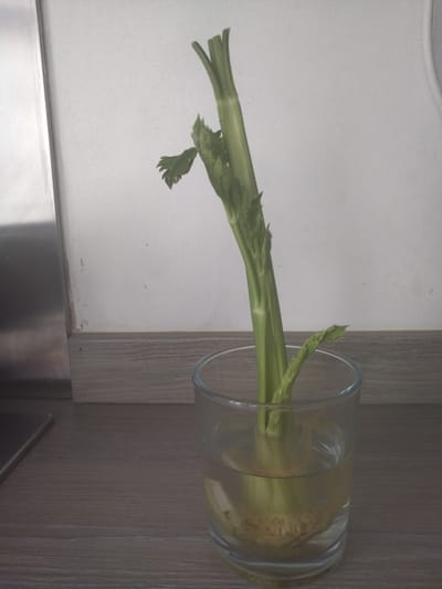 A close-up shot shows a piece of celery stalk with roots emerging from its base, submerged in water within a clear glass. The celery is upright, with its green leaves extending upwards and to the left. The glass sits on a wooden surface. In the background, a white wall with a subtle texture is visible, and a metallic surface is present on the left side of the frame. The scene appears to be indoors. No information about Darlington, United Kingdom, or any people is present in the image.