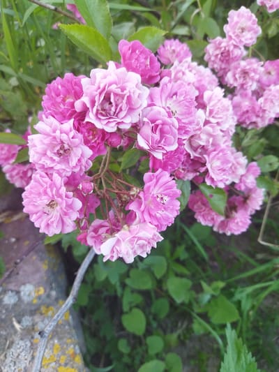 In a close-up, slightly downward-angled shot, a cluster of delicate pink roses blooms against a backdrop of lush green foliage and hints of a moss-covered stone. The roses, varying in fullness from tightly budded to fully open, exhibit a layered petal structure, with some showing darker pink centers. A thin, woody stem, adorned with small thorns, supports the floral arrangement, and a few unbloomed buds are visible. The environment appears to be an outdoor setting, likely a garden or natural area, with soft, natural lighting. The ground visible in the lower left corner is a stone surface with yellow and grey lichen, and the background is filled with various shades of green leaves and blades of grass. The image captures a moment of natural beauty within the rural landscape of Кіраўскі сельскі Савет, Belarus, suggesting a peaceful and verdant scene.