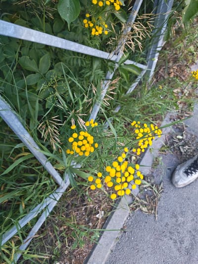 The image shows a close-up of a gray metal fence with green vegetation and yellow flowers growing around and through it. A concrete sidewalk borders the vegetation. A gray sneaker with black laces is visible on the sidewalk in the lower right corner of the image. The scene appears to be outdoors in an urban or suburban environment. The location is identified as Vasylkovo, Russia.