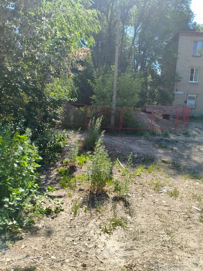 The image depicts an outdoor scene in Rubtsovsk, Russia, likely during daytime given the sunlight. In the foreground, a patch of dry, dirt ground is covered with scattered small plants and debris. To the left, a dense cluster of green leafy bushes dominates the area.
In the mid-ground, a temporary red metal fence encloses an area filled with dirt and sand. Behind the fence, a pile of excavated earth is visible. The fence appears to be part of a construction or renovation project. A light-colored utility pole stands behind the fence.
In the background, a brick building with multiple windows is visible on the right side of the image. The building is several stories high and appears to be an apartment complex. Lush green trees with some dry, fluffy seed pods on their branches fill the space between the building and the fenced-off area, as well as the left side of the image. The sky is visible through the tree canopy, indicating an open outdoor environment. There are no people or animals visible in the image.