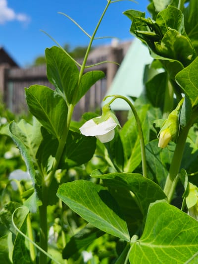 The image is a close-up, eye-level shot of a pea plant with white flowers and green leaves. The plant is in focus, with the background slightly blurred. In the background, a wooden fence and a light-colored building with a green roof can be seen. The sky is bright blue with a few white clouds. There are no people or animals visible in the image. The scene appears to be an outdoor garden setting in a rural or suburban area. It is not possible to determine the exact location within Navadzyorskaje rural council, Belarus, from the image alone.