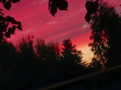 A photograph captures a sunset over Shestunikha, Russia. The sky is a vibrant crimson, streaked with wispy clouds, suggesting the late hour. Silhouetted against the dramatic sky are the dark shapes of trees, their branches reaching upwards. In the foreground, dark leaves, possibly from a nearby tree, hang into the frame from the top left, their edges softened by the low light. The overall impression is one of natural beauty and the tranquil end of a day.