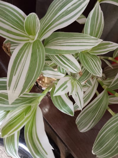The image shows a close-up of a variegated plant with long, lance-shaped leaves striped with green and white. The plant is arranged in a cascading manner, with some leaves pointing upwards and others downwards. The background is a dark, reflective surface, possibly a tabletop or a polished piece of furniture. There is also a hint of a brown, textured object on the left, possibly a basket or planter. The lighting is soft and diffuse, highlighting the textures and patterns of the leaves. There is no visible indication of the city of Soltsy, Russia, or any other specific location. The image is a still photograph, with no action or interaction taking place.