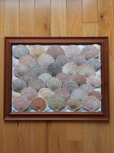 A framed collection of seashells is displayed on a wooden floor. The frame is dark brown and rectangular. The seashells are of various sizes and colors, including beige, pink, and gray, and are arranged in rows within the frame. They appear to be fan-shaped scallops. The wooden floorboards are light brown with a visible wood grain. There are no people present in the image. The scene is indoors, and the lighting suggests it is daytime. The location is identified as Magherafelt, United Kingdom.
