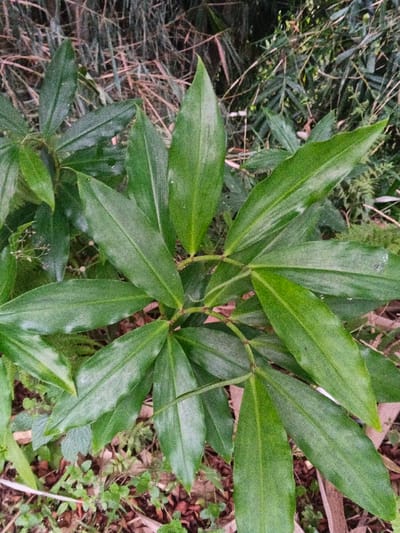 The image displays a close-up, overhead view of a leafy plant, located in the city of Kyauk Hsoke, Myanmar. The primary subject is a plant featuring multiple vibrant green leaves, generally lanceolate to elongated-ovate in shape, arranged along visible green stems. Some leaves exhibit minor surface variations or light dust. The immediate ground directly beneath the plant consists of soil, interspersed with small patches of green vegetation, and scattered organic debris, including dried leaves and small twigs in shades of brown and reddish-brown. The background, out of focus, shows dense foliage composed of various green plants, with indications of slender, upright stalks, possibly bamboo or similar vegetation, and additional dry plant material. No people, animals, or man-made structures are visible within the frame.
