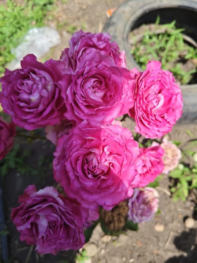 In the city of Unarokovo, Russia, a close-up shot captures a cluster of bright pink roses in full bloom. The roses are the primary focus, with their petals unfurling in intricate layers. In the background, a portion of an old tire is visible, lying on the ground next to a patch of green grass and soil. The scene is outdoors, with dappled sunlight illuminating the flowers. The overall impression is one of natural beauty set against a rustic, utilitarian backdrop.