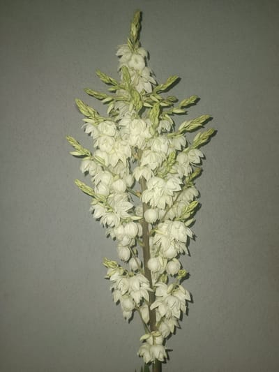 A single stalk of white yucca flowers stands vertically against a plain gray background. The stalk is thick and brown, with numerous clusters of bell-shaped white flowers emerging from it. Some of the flowers are fully open, revealing delicate white petals, while others are still in bud form, appearing as green, pointed structures. The overall impression is one of natural beauty and simplicity. This image was captured indoors, likely in a residential setting in Calberlah, Germany, as there are no outdoor elements or urban features visible. The lighting is soft and diffused, creating a gentle illumination of the flowers and casting subtle shadows.