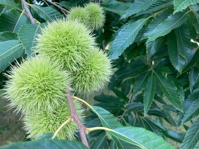 The image displays a close-up view of several prickly green chestnut burs growing on a tree branch, surrounded by dark green leaves. The burs are spherical and covered in sharp, hair-like spines. A portion of the branch, with small buds and a yellow stem, is visible in the foreground. The background consists of more foliage and hints of a grassy area. The scene is set outdoors, in the city of Camargo, Spain.
