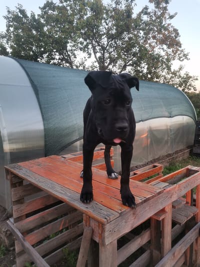 A black dog stands on a wooden structure outdoors. The dog is positioned centrally in the frame, facing forward with its tongue slightly visible. It is standing on a surface made of orange-painted wooden planks supported by a framework of unpainted wooden planks. Behind the dog, a large, curved structure covered with green netting is visible, likely a greenhouse. Trees with green foliage are in the background, and the sky above is a pale blue. The scene appears to be in a rural or garden setting. The image does not provide any specific indicators of the city of Zlatopil, Ukraine.