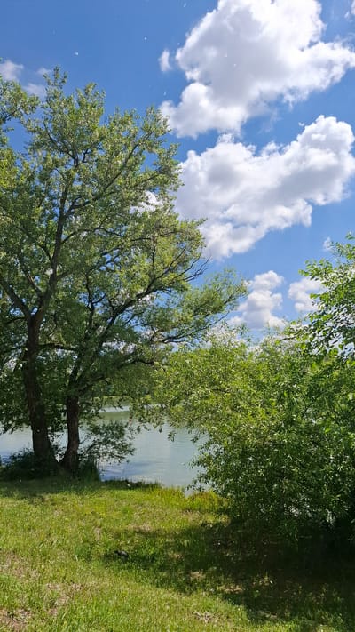 The image depicts a serene natural landscape by a body of water. A large tree with lush green foliage dominates the left side of the frame, its branches reaching towards a bright blue sky dotted with fluffy white clouds. To the right, dense green bushes and trees line the water's edge. The water itself appears calm and reflects the sky. In the foreground, a grassy area slopes down towards the water, with patches of sunlight and shadow visible. A small, dark bird is present on the grass. The scene suggests a peaceful outdoor environment, possibly a park or waterfront area. While the image is described as being in Cherkessk, Russia, there are no specific landmarks or identifying features within the image that would confirm this location.