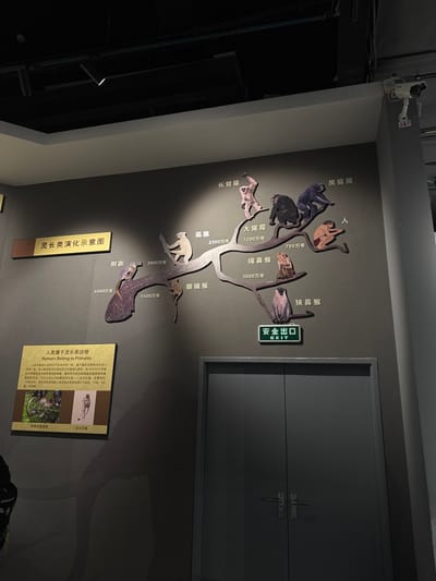 The image presents a primate evolution chart. The chart features a branching tree with various primate species. "Exit" safety sign is displayed adjacent to "狭鼻猴(narrow-nosed monkey)". Species such as "长臂猿(gibbon)", "黑猩猩(chimpanzee)", "大猩猩(gorilla)", "狐猴(lemur)", and "眼镜猴(tarsier)" are noted with timeframes. The text "人类属于灵长类动物(Humans Belong to Primates)" introduces another display featuring text and images. A camera is visible on the ceiling.