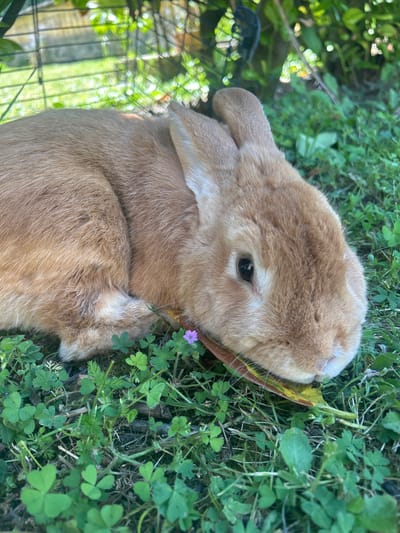 A tan-colored rabbit is lying on a patch of green grass and clover. The rabbit's head is turned towards the camera, and it has one eye open. There is a cage visible in the background, on the left, out of focus. The environment is lush with vegetation. The location is Saint-Germain-de-Lusignan, France.
