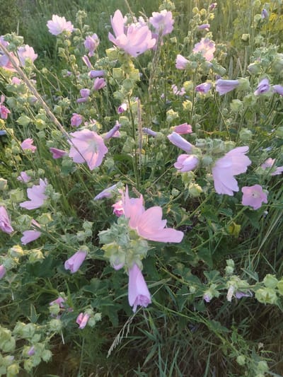 This media file depicts a close-up view of a patch of wild mallow flowers (Malva neglecta) in Zherebkove, Ukraine. The flowers are predominantly pale pink and are in various stages of bloom, with some fully open and others still as buds. The blooms are delicate and trumpet-shaped, with five petals and darker veins. The plant has green, lobed leaves and stems with noticeable calyces that enclose the developing seed pods.
The scene is set in a natural environment, likely a field or meadow, with tall green grass and other wild vegetation surrounding the mallow plants. The lighting suggests it is either early morning or late afternoon, as the sunlight filters through the foliage, creating a soft, warm glow and highlighting the translucence of the petals. The overall mood is serene and peaceful, characteristic of a quiet moment in nature. There is no visible text in the media file.