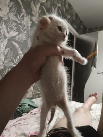 A person's hand is holding a white kitten upright by its midsection. The kitten is fluffy with dark markings on its face and paws. The background consists of floral wallpaper, a bed with blankets and a green cloth, and a glimpse of a person's legs and feet. The setting is indoors.