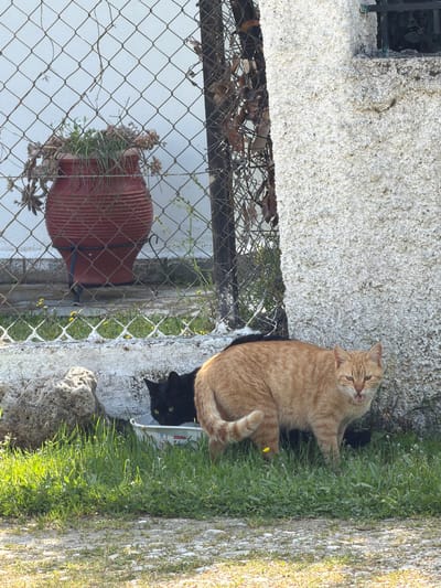 Two cats are present in the image. One is an orange tabby lying near a concrete wall, while the other is a black cat peering out from behind it. There is green grass and other vegetation visible near the cats. A clay pot containing plants is attached to a chain-link fence. The location is specified as Megas Alexandros, Greece.