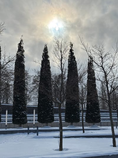 The image depicts a snow-covered urban landscape in Plodorodny, Russia, under an overcast sky where the sun appears as a bright, diffused disc. The scene is dominated by a row of tall, dark, conical coniferous trees, likely cypress, standing prominently. Interspersed among and behind these are numerous leafless deciduous trees with visible, intricate branch structures, some showing traces of snow.
In the foreground, a pristine layer of white snow blankets the ground, appearing undisturbed. A low, dark grey concrete or stone border runs horizontally, separating different ground levels. Several modern, cylindrical light fixtures or bollards, some faintly illuminated with a white glow, are visible in the snow, rising from the ground plane. Behind the main line of coniferous trees, a dark, textured wall or fence, possibly tiered or patterned, extends across the frame. No individuals, animals, or active interactions are present in the scene. The overall environment is cold and serene, indicative of winter conditions in a landscaped area.