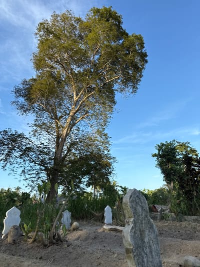 A low-angle, rotated view shows a tree in a cemetery near Uleereuleung, Indonesia. The tree's trunk is thick, and its crown is full of green leaves. The sky is blue with wispy clouds. To the right of the tree are several gravestones of varying sizes and shapes. The ground is covered in dirt, grass, and vegetation.