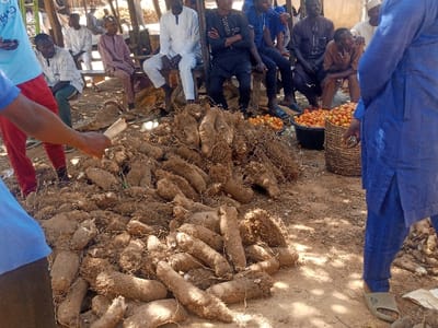 The scene, located in Birnin Yero, Nigeria, depicts an outdoor agricultural market or gathering under daylight. A prominent, large pile of unraw, irregular-shaped yams, covered in dirt and with visible fibrous roots, occupies the central foreground, resting on dry, reddish-brown earth. Dark netting is draped over portions of the yam pile. To the right of the yams, two containers—a black plastic basin and a woven basket—are filled with numerous small, round red and orange tomatoes.
Approximately ten to twelve adult males are present. In the background, several men are seated on a wooden bench under a shaded structure, observing the scene. In the left foreground, a man wearing a light blue t-shirt and red pants holds an elongated, light-colored object (possibly a piece of yam or wood) in his right hand. On the right foreground, another man, dressed in a dark blue traditional garment and light green sandals, stands with his back partially to the camera, facing the produce. The overall environment is an open-air area with dry, dusty soil and simple structures in the background.