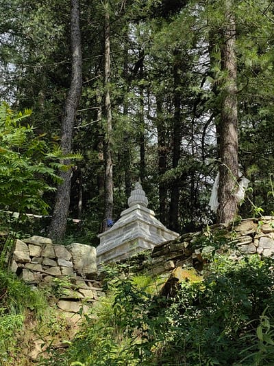 The image depicts a tranquil scene in Siyal, India, with a Buddhist stupa nestled amidst a dense forest. The stupa, constructed from light-colored stone, features a tiered base topped with a rounded dome and an intricate finial. Surrounding the stupa, a dry stone wall, characteristic of the region, forms a terraced landscape. Lush green foliage, including ferns and trees, covers the ground and climbs the walls, creating a vibrant, natural setting. Prayer flags, small and colorful, are strung between trees in the background, adding a touch of spiritual ambiance. The forest itself is dominated by tall, slender pine trees with thick, textured bark, their branches creating a dense canopy that filters the sunlight, casting dappled shadows on the scene. The overall impression is one of peace and serenity, a sacred space preserved by nature.