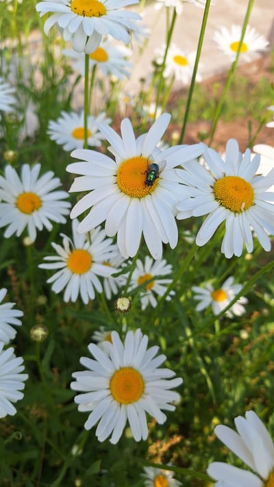 A close-up, vertical shot captures a cluster of white daisies with yellow centers in a natural outdoor setting. One daisy in the foreground, slightly off-center to the right, is prominently featured with a metallic green fly resting on its yellow center. The fly's wings are partially open. Other daisies are visible throughout the frame, some in focus and others blurred in the background, suggesting a garden or meadow. The ground is covered with green foliage, with hints of brown earth and dried plant matter interspersed. The lighting suggests it is daytime, possibly with sunlight casting shadows. The image does not contain any identifiable landmarks or features indicating a specific location within Nogliki, Russia.