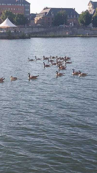 The image captures a tranquil scene on the river Meuse in Namur, Belgium, with a flock of Canada geese swimming in the foreground. In the background, the city's historic architecture lines the riverbank. Buildings with red brick facades and tiled roofs, typical of Belgian urban landscapes, are visible. A white tent, possibly from an outdoor cafe or event space, is also present on the riverfront. The water is calm, reflecting the clear sky. A few people can be seen walking along the embankment, adding a sense of everyday life to the scene. The overall impression is one of peaceful coexistence between nature and urban life.