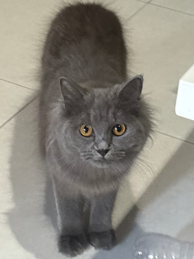 A fluffy grey cat with bright orange eyes is captured from a high-angle, full-body shot. The cat is facing upwards, its gaze directed at the camera. The environment appears to be indoors, with a tiled floor visible. To the right of the cat, a white object, possibly a piece of furniture or a container, is partially visible. A subtle shadow is cast on the floor to the left of the cat, suggesting a light source from the right. The overall impression is that of a domestic pet in a home setting.