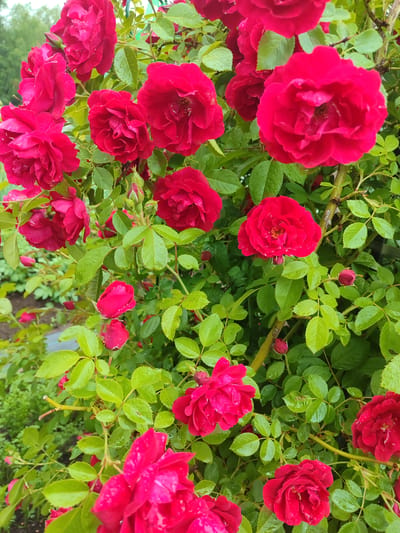 A close-up, full-frame shot captures a dense cluster of vibrant red roses with lush green foliage, indicating a garden setting. The roses exhibit various stages of bloom, from tightly closed buds to fully opened flowers, some showing visible water droplets on their petals, suggesting recent rain or watering. The leaves are a deep green and appear healthy, interspersed with thorny rose stems. In the background, a blurred landscape hints at further vegetation and possibly trees, creating a natural, outdoor environment. No people are visible in the image. The scene is devoid of any urban structures or specific landmarks, making it impossible to pinpoint its location within Sovetsko-Nikol'skoe, Russia, or any other specific geographical area. The overall impression is one of abundant floral growth, likely in a private garden or park.