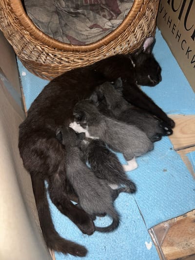 A mother cat is seen nursing four kittens. The mother is black, and the kittens are grey. They are on a blue mat next to a woven basket. There is text in Cyrillic on a cardboard box in the background, but it is not legible. The scene is indoors, but the specific location in Ravna Gora, Bulgaria, is not discernible from the image.