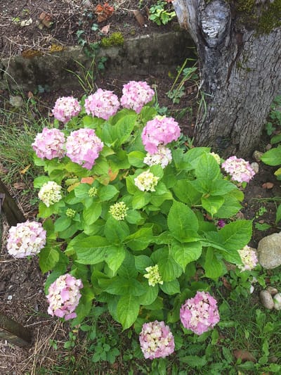 In Zeda Sazano, Georgia, a cluster of pink and white hydrangeas blossoms vibrantly in a garden setting. The flowers, predominantly pink with some lighter centers and white accents, are arranged in large, spherical clusters. They are supported by lush, green foliage, with individual leaves clearly defined. Several smaller, unopened buds are also visible amongst the mature blooms. The hydrangeas are situated near the base of a mature tree with rough, textured bark, its trunk covered in patches of green moss. The ground around the plants consists of dark soil, scattered with dried leaves, small stones, and patches of grass. A moss-covered stone wall or border is visible in the background, with more foliage and what appears to be a piece of weathered wood on the left side of the frame. The overall impression is of a natural, slightly unkempt garden area.