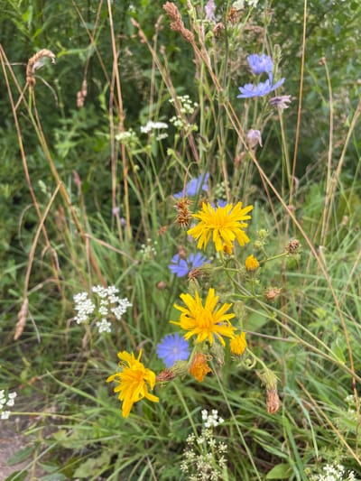 The image depicts a close-up view of a wildflower meadow. In the foreground, several bright yellow composite flowers with many thin petals are prominent, along with smaller clusters of delicate white flowers and a few striking blue chicory flowers. Surrounding and interspersed among the flowers are numerous tall, thin stalks of dried grass and green foliage, creating a natural, somewhat wild environment. The background is softly blurred, suggesting a shallow depth of field, with more green vegetation visible. There are no people or man-made structures visible in the image. The scene is likely an outdoor natural setting, possibly a field or roadside verge in the vicinity of Березник, Russia, given the context provided.