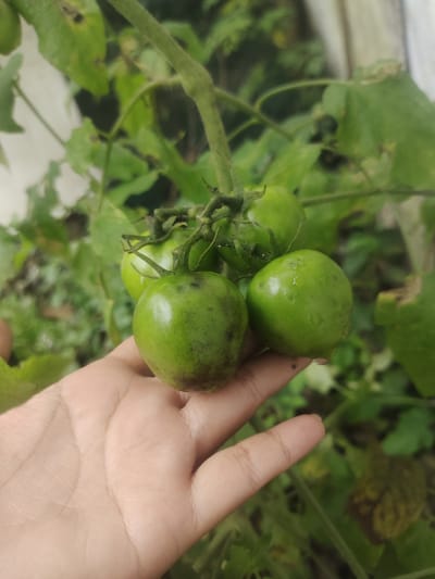 In Cintadamai, Indonesia, a person's hand, with visible palm lines and a light skin tone, gently supports a cluster of four unripe green tomatoes on a vine. The tomatoes exhibit subtle variations in their green hue and have small, dark blemishes. The surrounding foliage is lush and green, suggesting a natural or garden setting. The image is captured in a close-up shot, focusing on the interaction between the hand and the developing fruit.