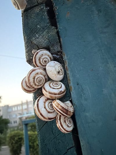 A cluster of garden snails is attached to a weathered, dark teal wooden post. The snails have spiral shells with brown and white banding. The post appears to be part of an outdoor structure, possibly a fence or railing. In the background, out of focus, are buildings, green foliage, and a clear blue sky. The overall scene is domestic and natural, suggesting an outdoor setting in a residential or park area. The image appears to have been taken in the city of Pokoynoye, Russia.